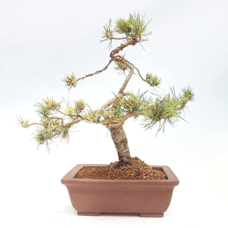 Outdoor bonsai - Pinus Sylvestris - Scots pine