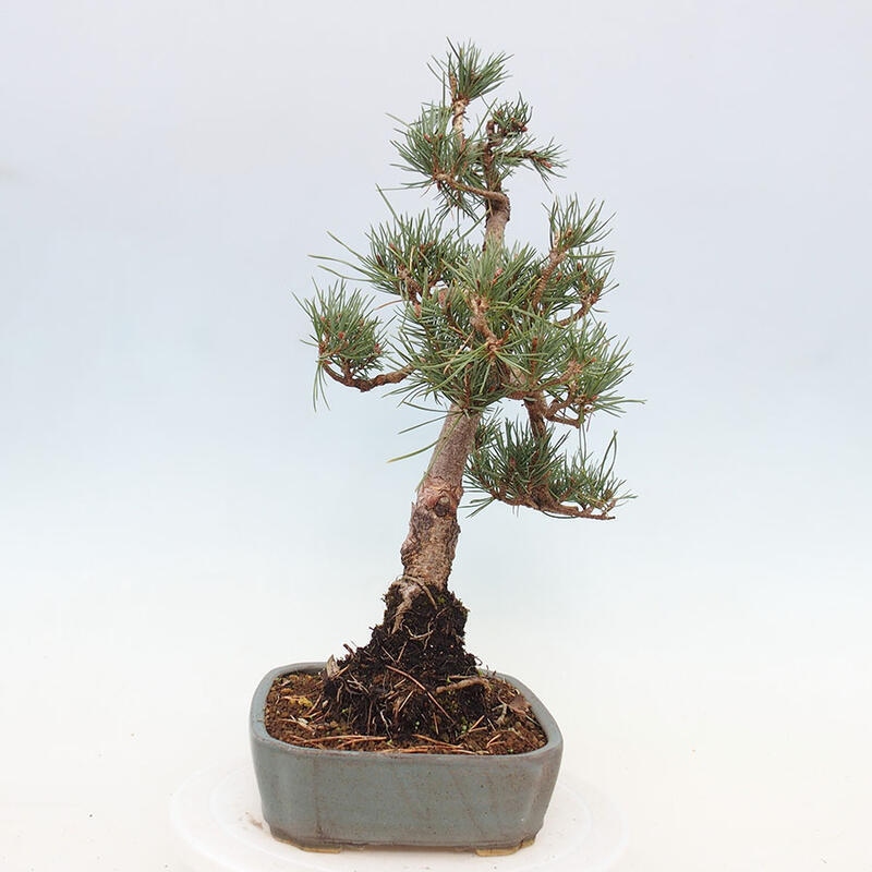 Outdoor bonsai - Pinus Sylvestris - Scots pine