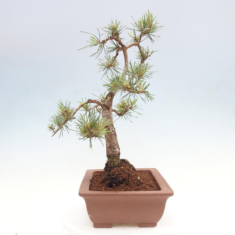 Outdoor bonsai - Pinus Sylvestris - Scots pine