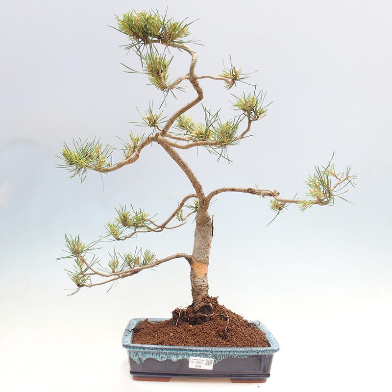 Outdoor bonsai - Pinus Sylvestris - Scots pine