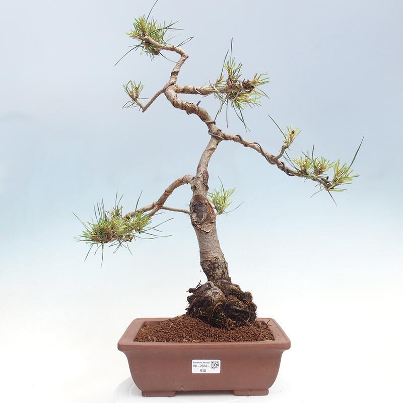 Outdoor bonsai - Pinus Sylvestris - Scots pine