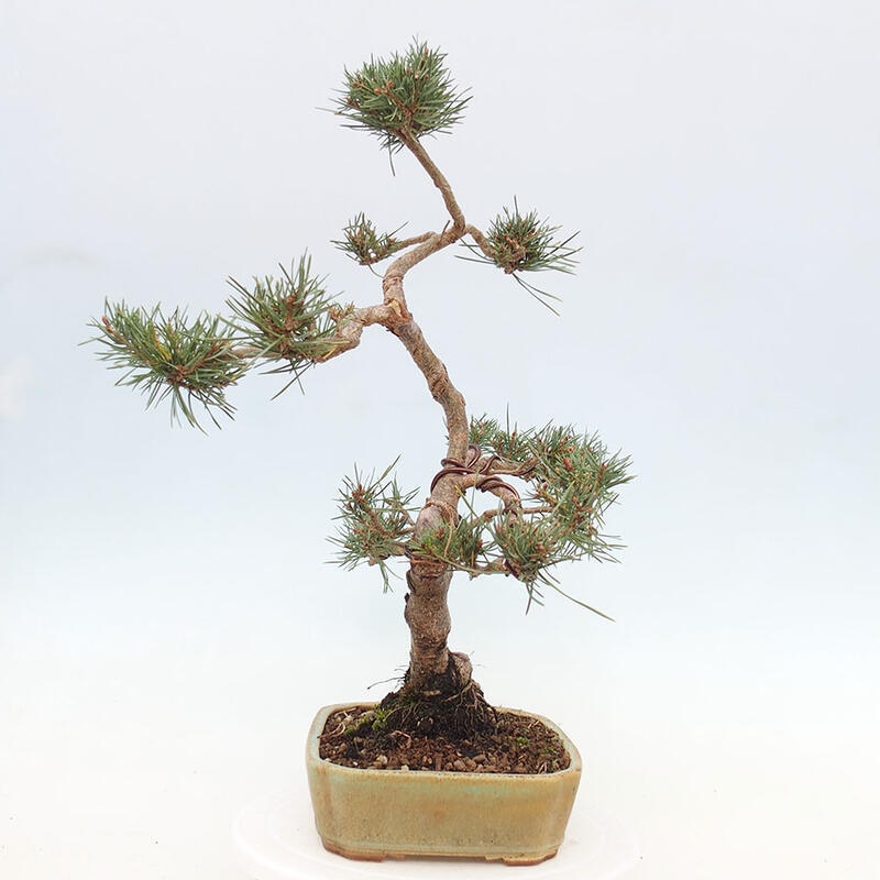 Outdoor bonsai - Pinus Sylvestris - Scots pine