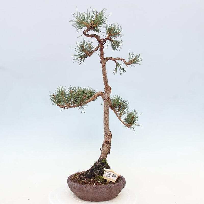 Outdoor bonsai - Pinus Sylvestris - Scots pine