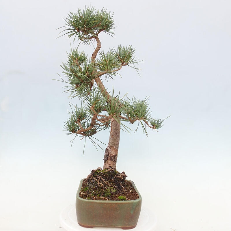 Outdoor bonsai - Pinus Sylvestris - Scots pine