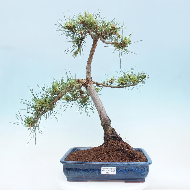 Outdoor bonsai - Pinus Sylvestris - Scots pine