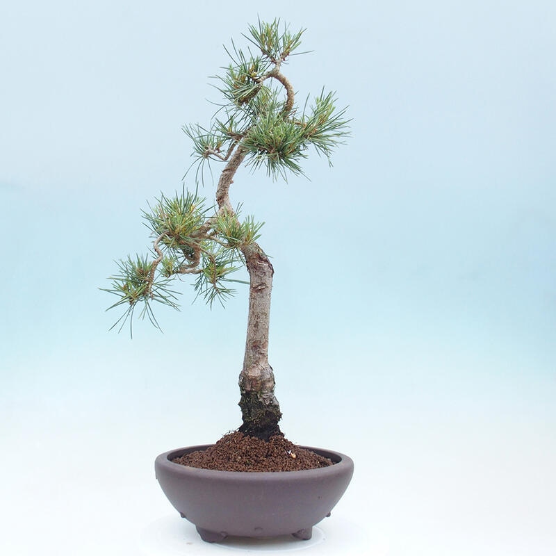 Outdoor bonsai - Pinus Sylvestris - Scots pine