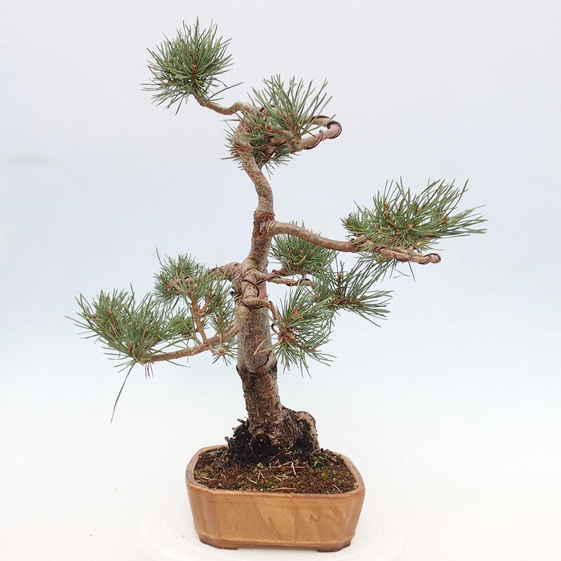 Outdoor bonsai - Pinus Sylvestris - Scots pine