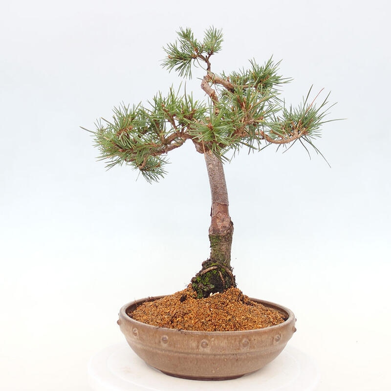 Outdoor bonsai - Pinus Sylvestris - Scots pine