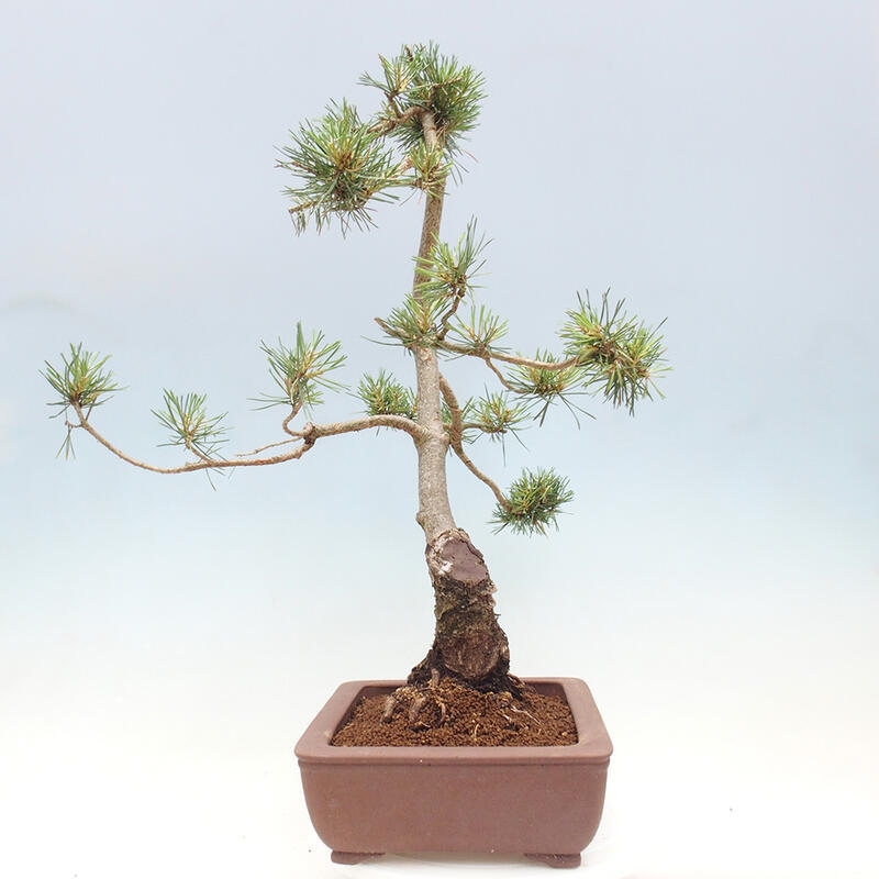 Outdoor bonsai - Pinus Sylvestris - Scots pine