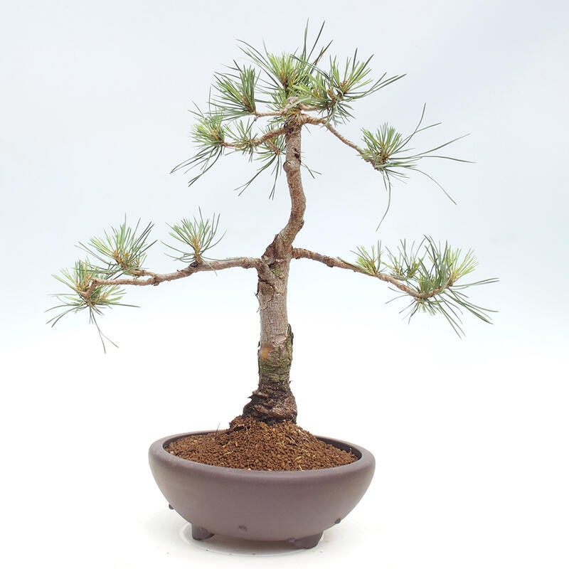 Outdoor bonsai - Pinus Sylvestris - Scots pine