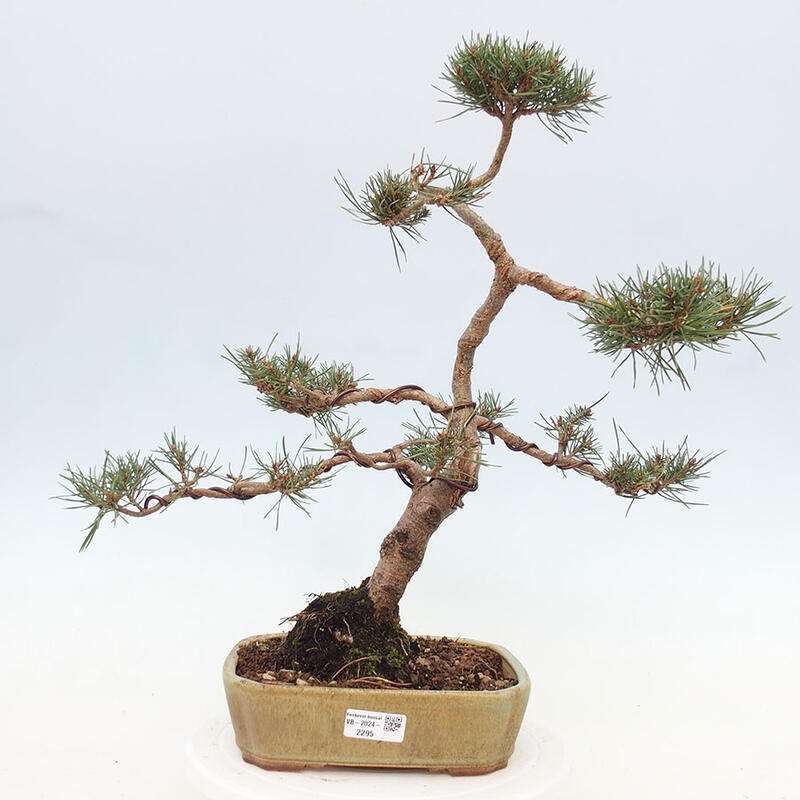 Outdoor bonsai - Pinus Sylvestris - Scots pine