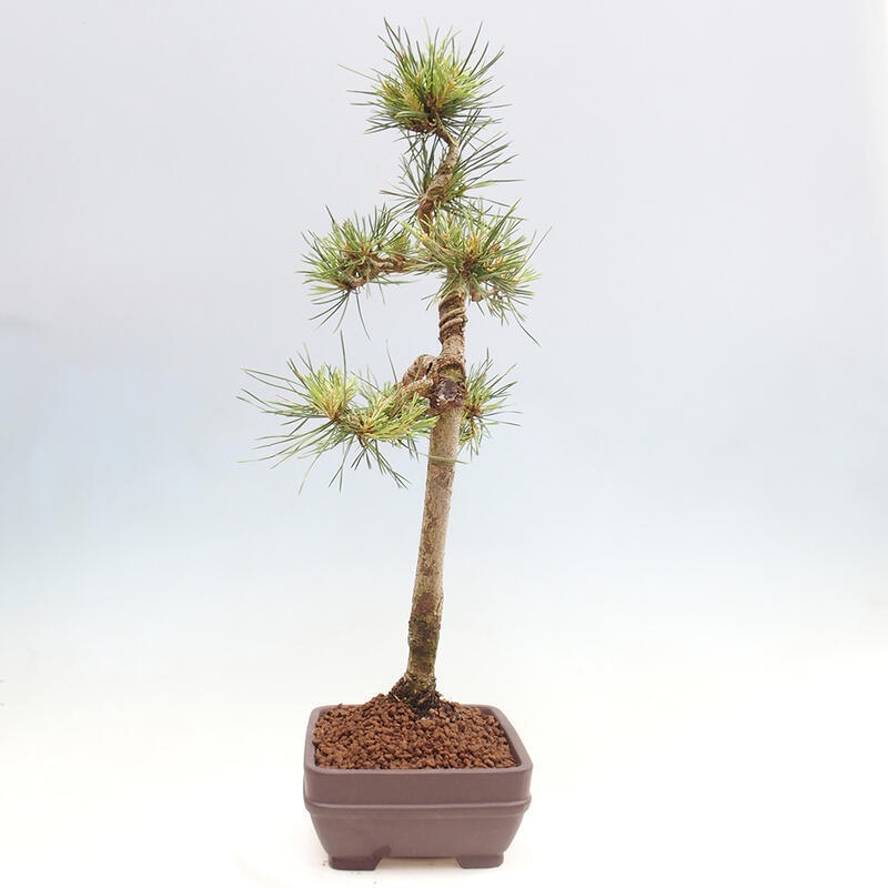 Outdoor bonsai - Pinus Sylvestris - Scots pine