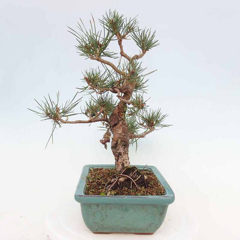 Outdoor bonsai - Pinus Sylvestris - Scots pine