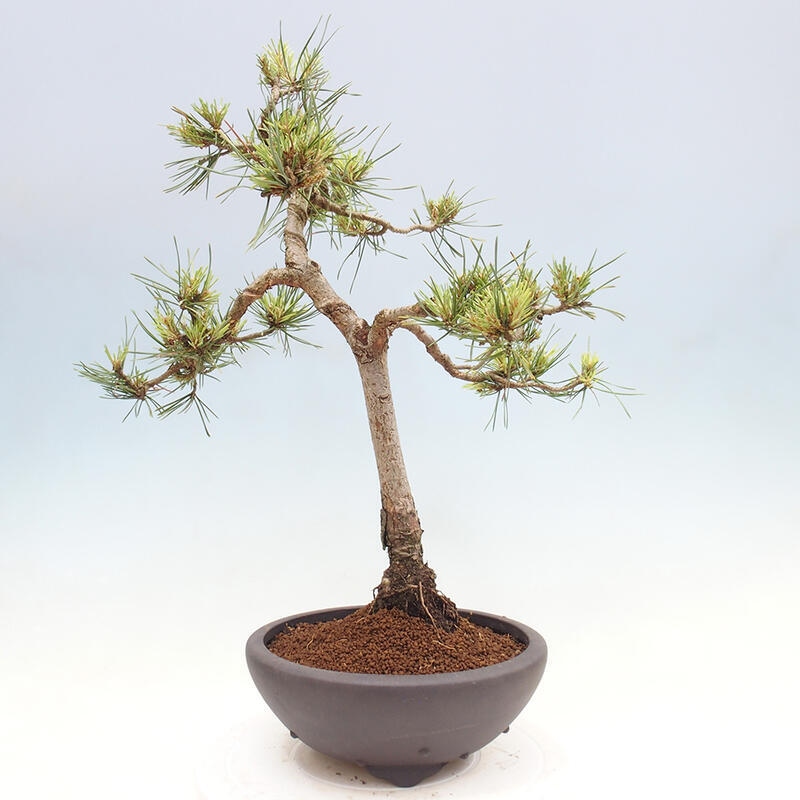 Outdoor bonsai - Pinus Sylvestris - Scots pine