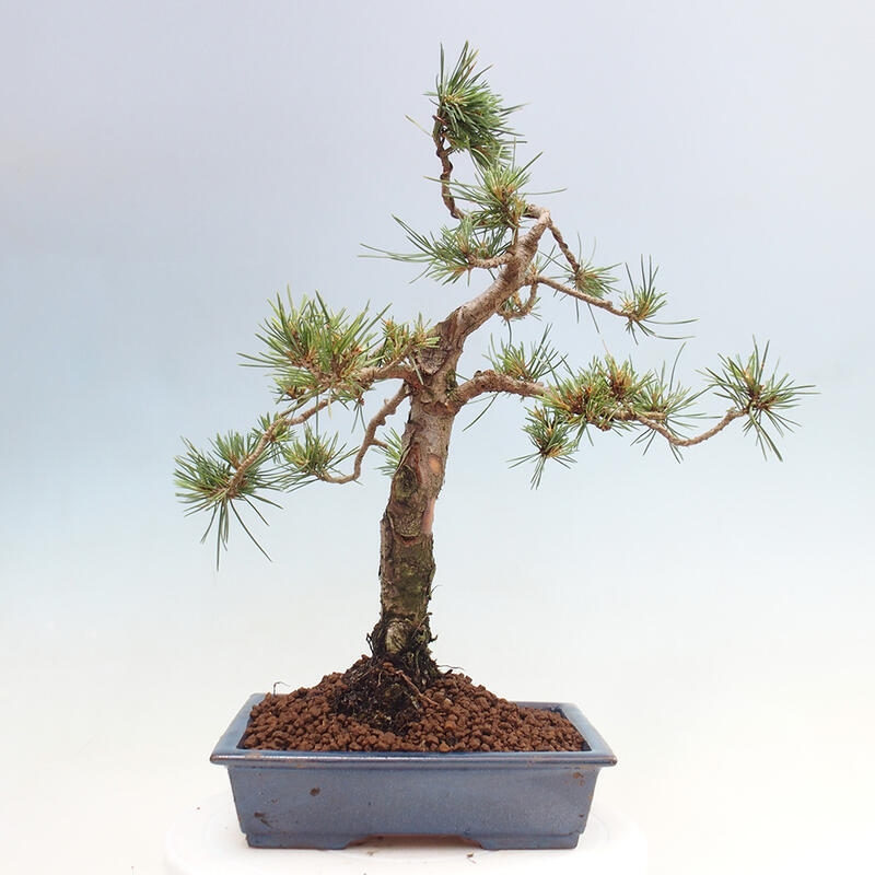 Outdoor bonsai - Pinus Sylvestris - Scots pine