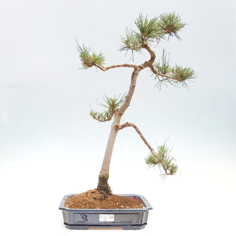 Outdoor bonsai - Pinus Sylvestris - Scots pine