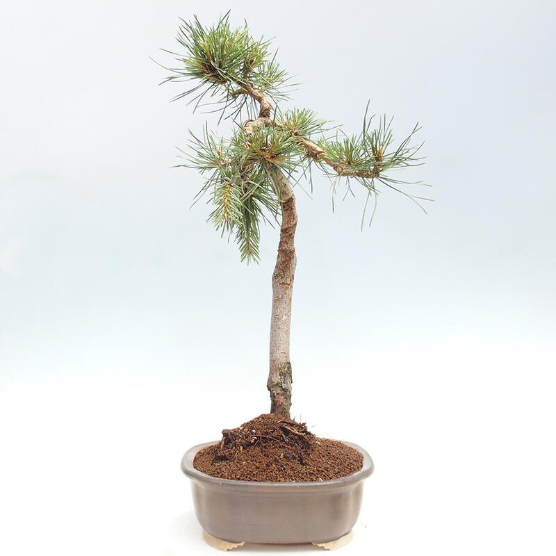 Outdoor bonsai - Pinus Sylvestris - Scots pine