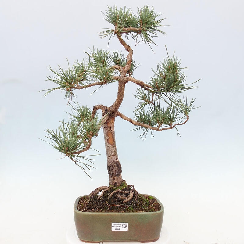 Outdoor bonsai - Pinus Sylvestris - Scots pine