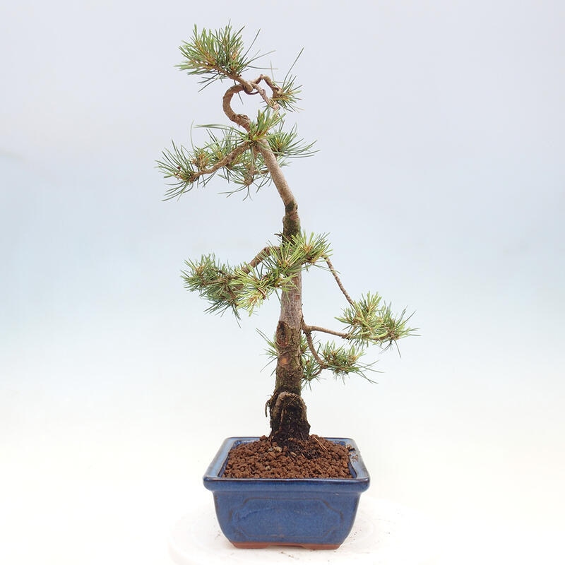 Outdoor bonsai - Pinus Sylvestris - Scots pine