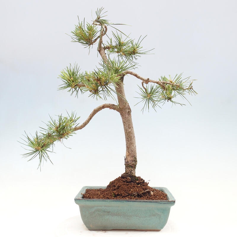 Outdoor bonsai - Pinus Sylvestris - Scots pine