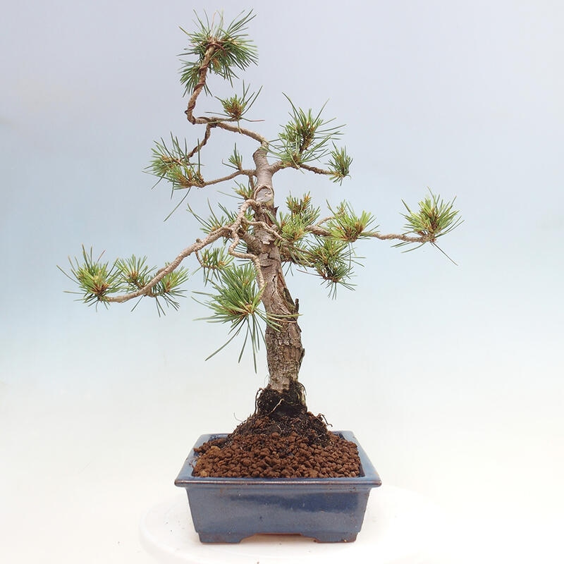 Outdoor bonsai - Pinus Sylvestris - Scots pine