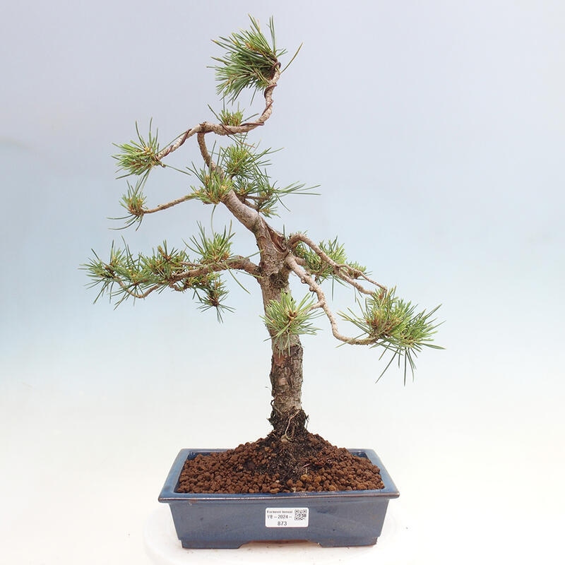 Outdoor bonsai - Pinus Sylvestris - Scots pine