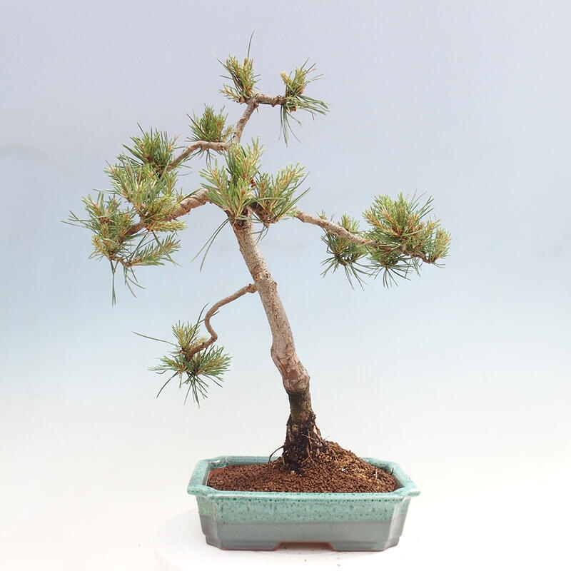 Outdoor bonsai - Pinus Sylvestris - Scots pine