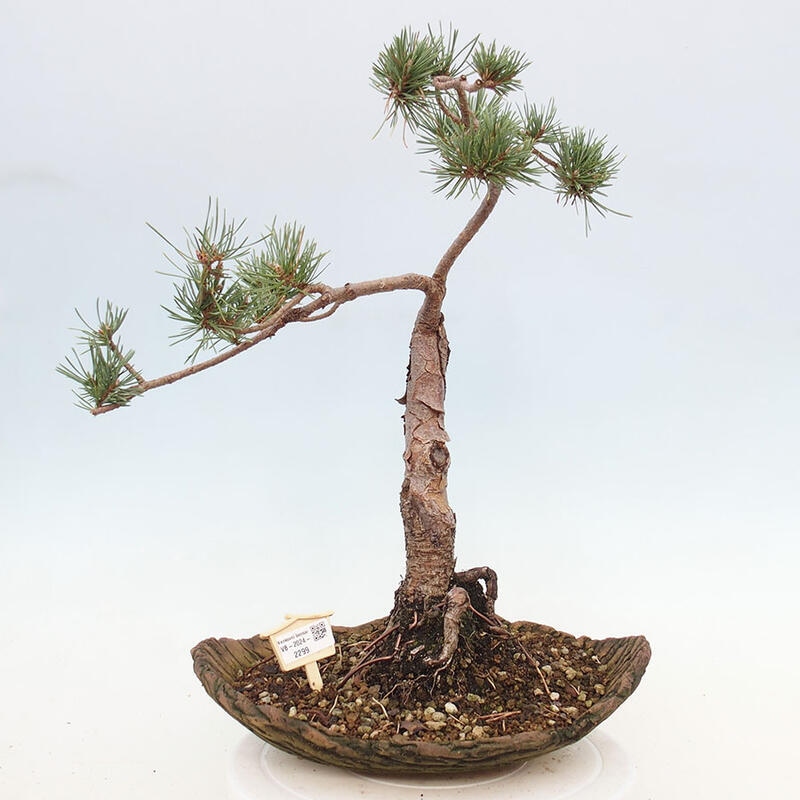 Outdoor bonsai - Pinus Sylvestris - Scots pine