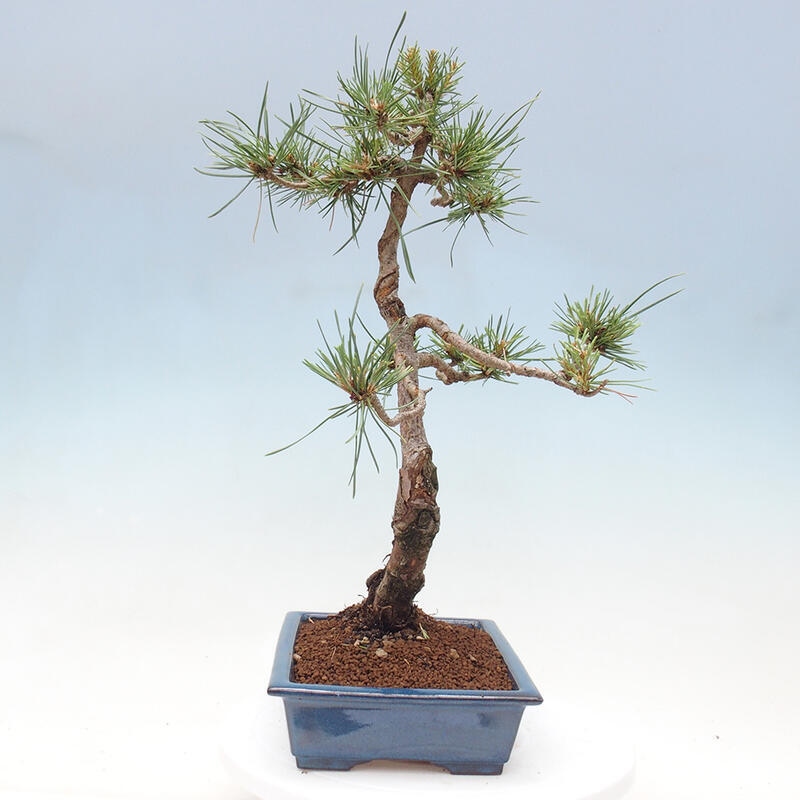 Outdoor bonsai - Pinus Sylvestris - Scots pine