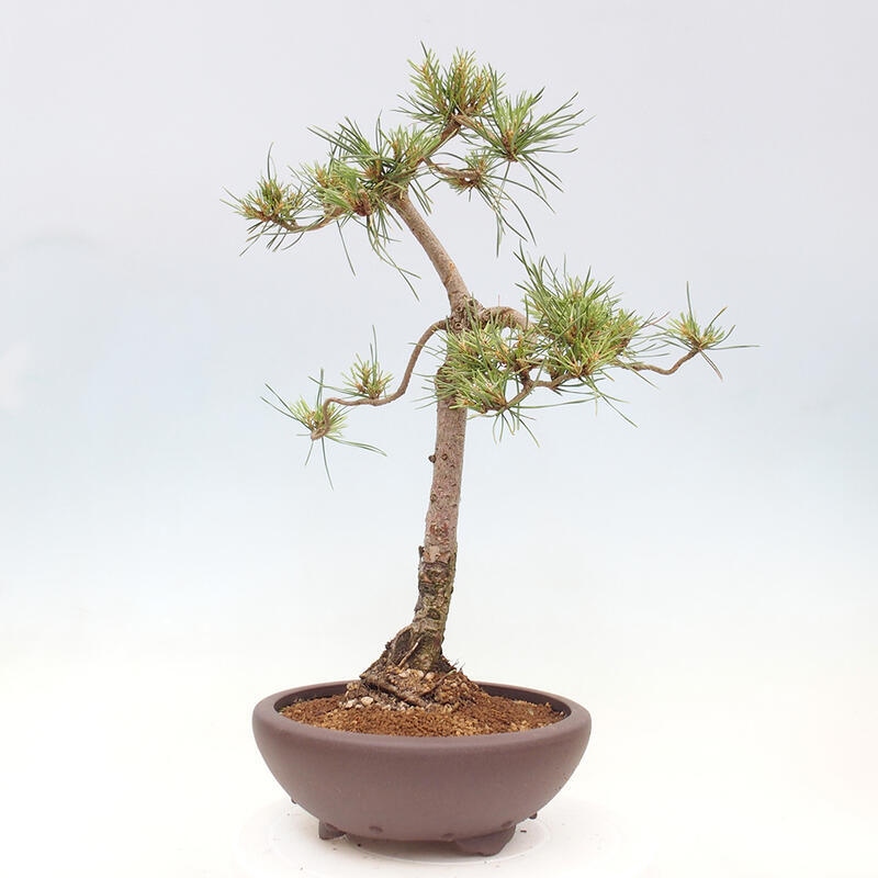 Outdoor bonsai - Pinus Sylvestris - Scots pine