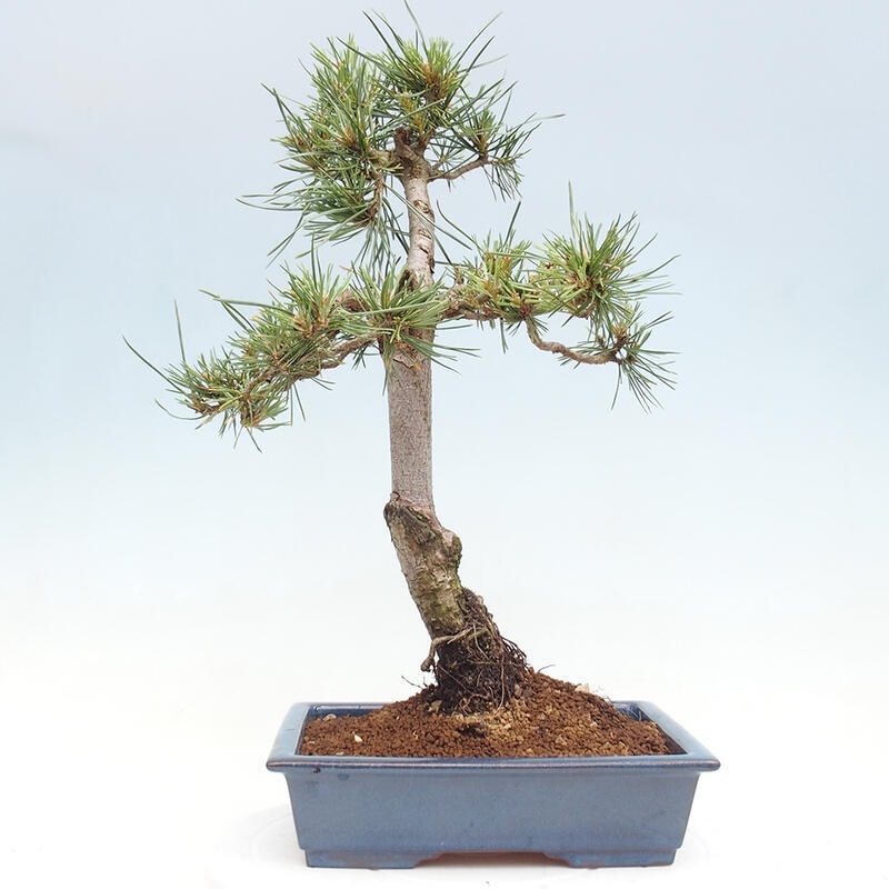 Outdoor bonsai - Pinus Sylvestris - Scots pine