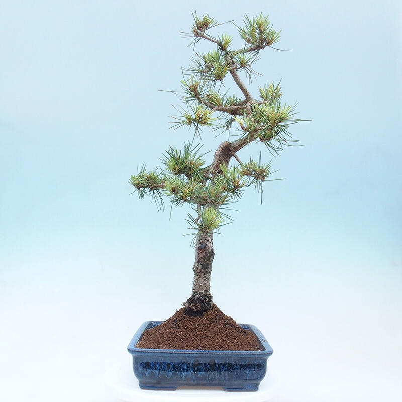 Outdoor bonsai - Pinus Sylvestris - Scots pine