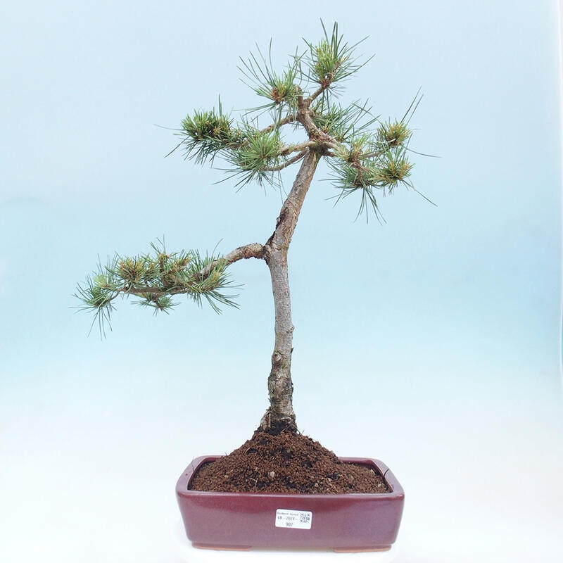 Outdoor bonsai - Pinus Sylvestris - Scots pine