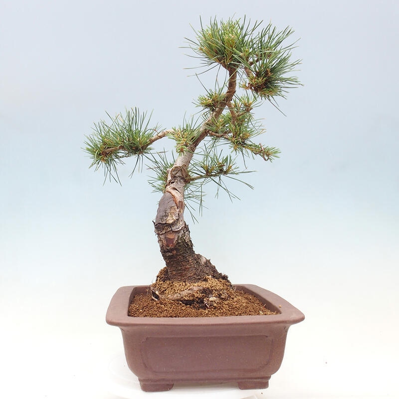 Outdoor bonsai - Pinus Sylvestris - Scots pine