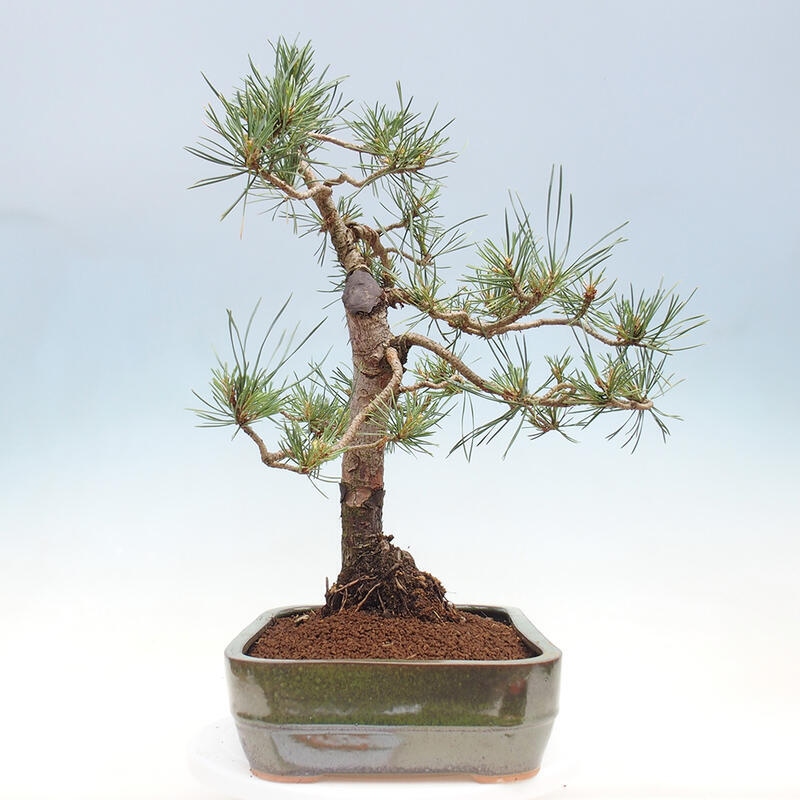 Outdoor bonsai - Pinus Sylvestris - Scots pine