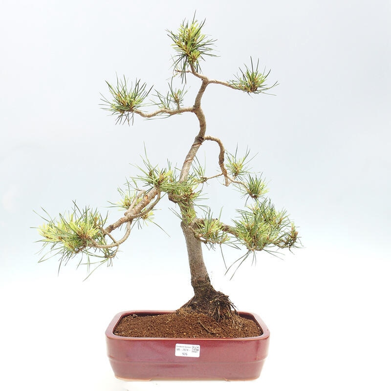 Outdoor bonsai - Pinus Sylvestris - Scots pine