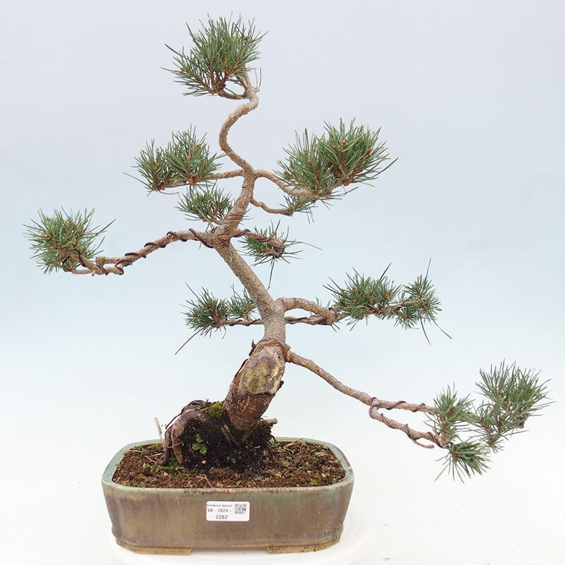 Outdoor bonsai - Pinus Sylvestris - Scots pine