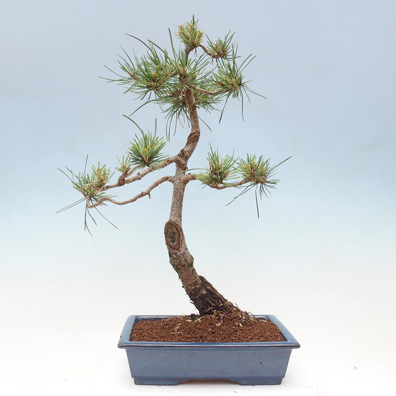 Outdoor bonsai - Pinus Sylvestris - Scots pine