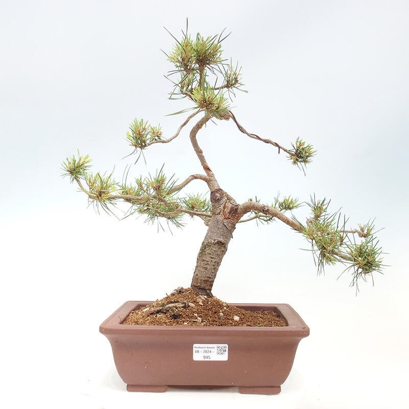 Outdoor bonsai - Pinus Sylvestris - Scots pine