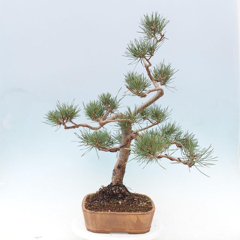 Outdoor bonsai - Pinus Sylvestris - Scots pine