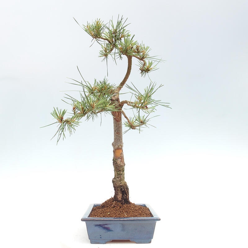 Outdoor bonsai - Pinus Sylvestris - Scots pine