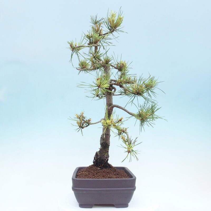 Outdoor bonsai - Pinus Sylvestris - Scots pine