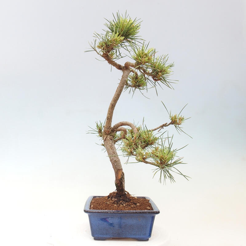 Outdoor bonsai - Pinus Sylvestris - Scots pine