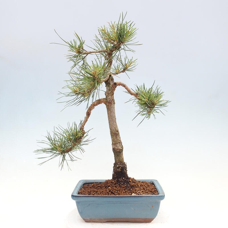 Outdoor bonsai - Pinus Sylvestris - Scots pine