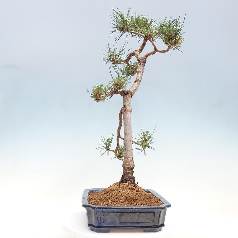 Outdoor bonsai - Pinus Sylvestris - Scots pine