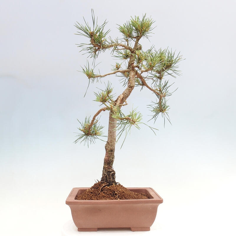 Outdoor bonsai - Pinus Sylvestris - Scots pine