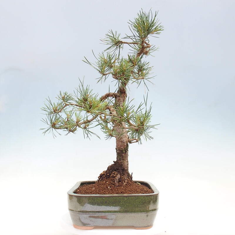 Outdoor bonsai - Pinus Sylvestris - Scots pine