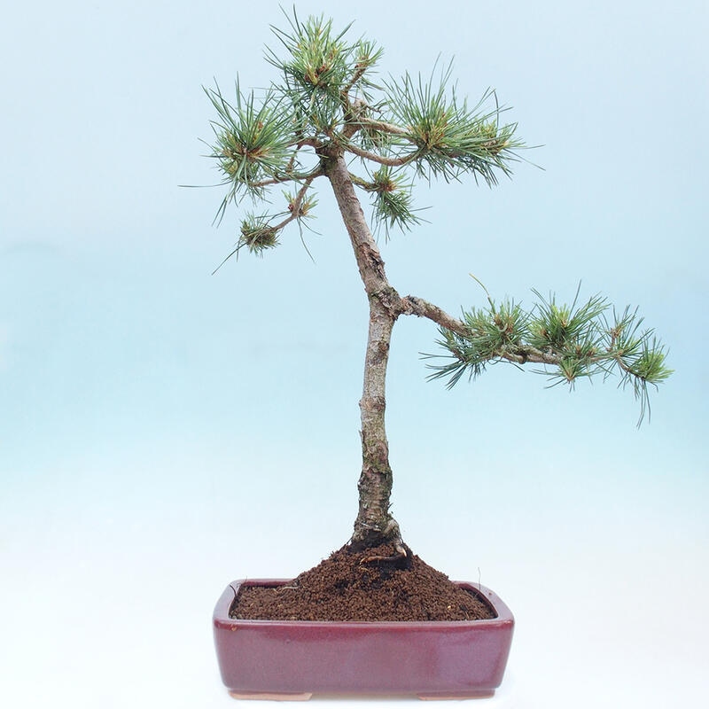 Outdoor bonsai - Pinus Sylvestris - Scots pine