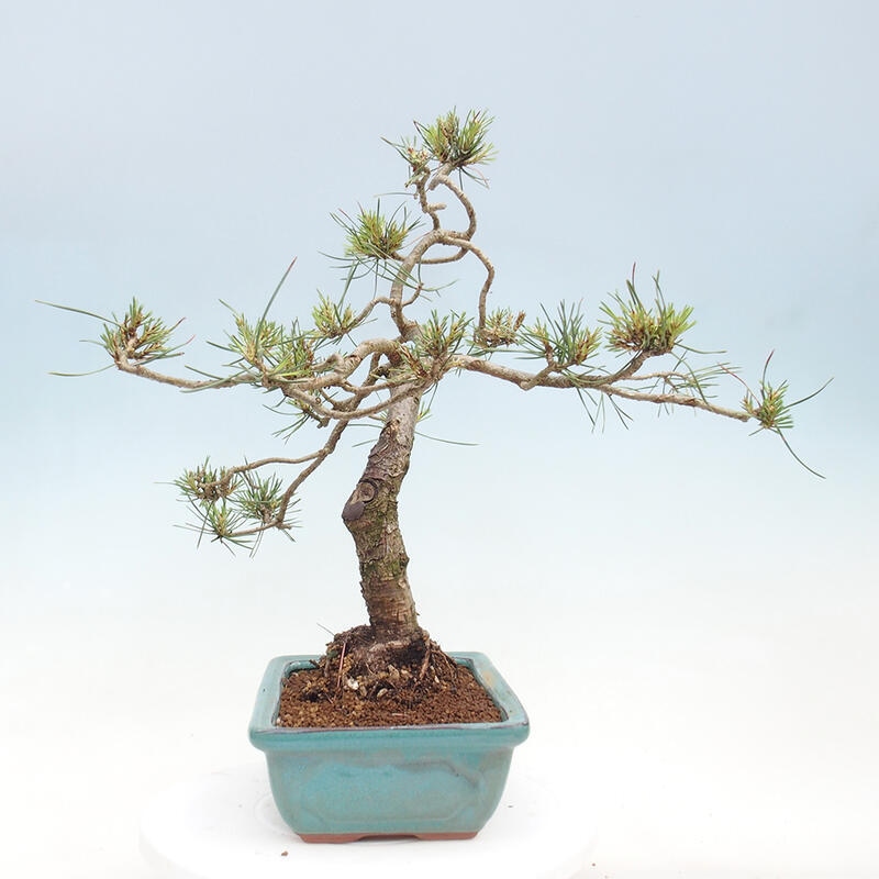 Outdoor bonsai - Pinus Sylvestris - Scots pine