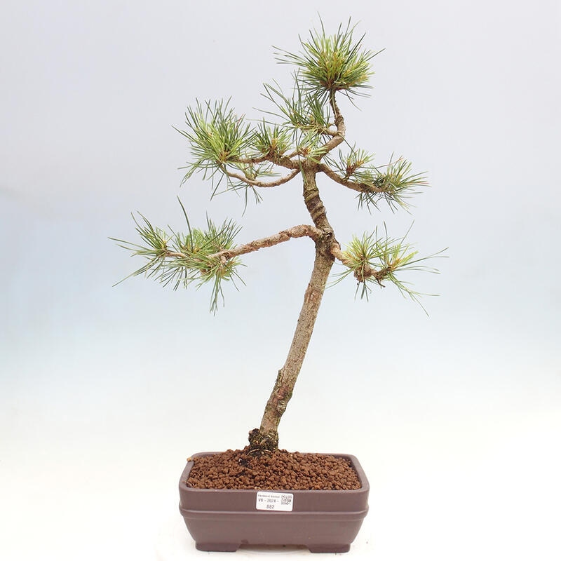 Outdoor bonsai - Pinus Sylvestris - Scots pine